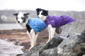 Chubarquero para perros Chilly Harbour Slicker Negro, protección tatal a lluvia y viento, nieve… toma 11
