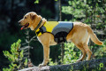 chaleco salvavidas para perros Eqdog PRO LIFE VEST™ seguridad en el agua.  para rafting, navegación, kayak, surf, toma 6