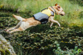 chaleco salvavidas para perros Eqdog PRO LIFE VEST™ seguridad en el agua.  para rafting, navegación, kayak, surf, toma 7