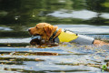 chaleco salvavidas para perros Eqdog PRO LIFE VEST™ seguridad en el agua.  para rafting, navegación, kayak, surf, toma 8