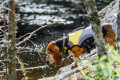 chaleco salvavidas para perros Eqdog PRO LIFE VEST™ seguridad en el agua.  para rafting, navegación, kayak, surf, toma 9
