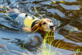chaleco salvavidas para perros Eqdog PRO LIFE VEST™ seguridad en el agua.  para rafting, navegación, kayak, surf, toma 10