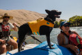 chaleco salvavidas para perros Ruffwear Float Coat™ naranja más flotación y seguridad. rafting, kayak, surfing, paddle. toma 7