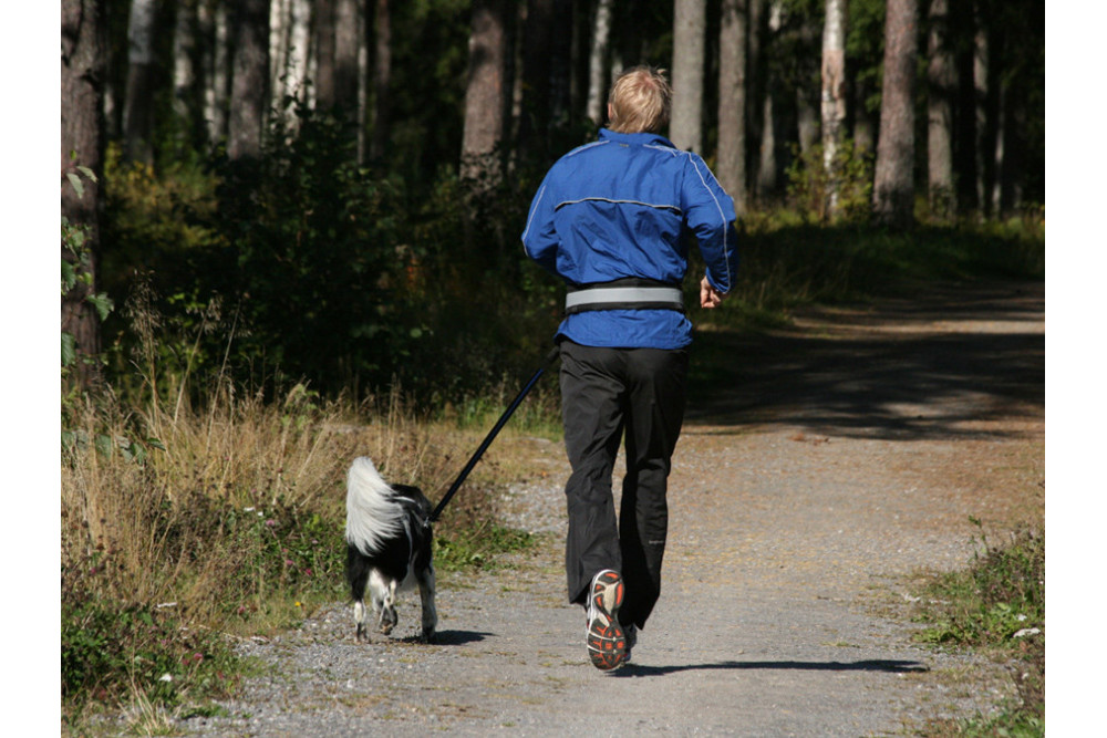 Cinturón de canicross y skijoring BAGGEN REFLEX.  cinturón confortable en competición.  cinturón para correr toma 2
