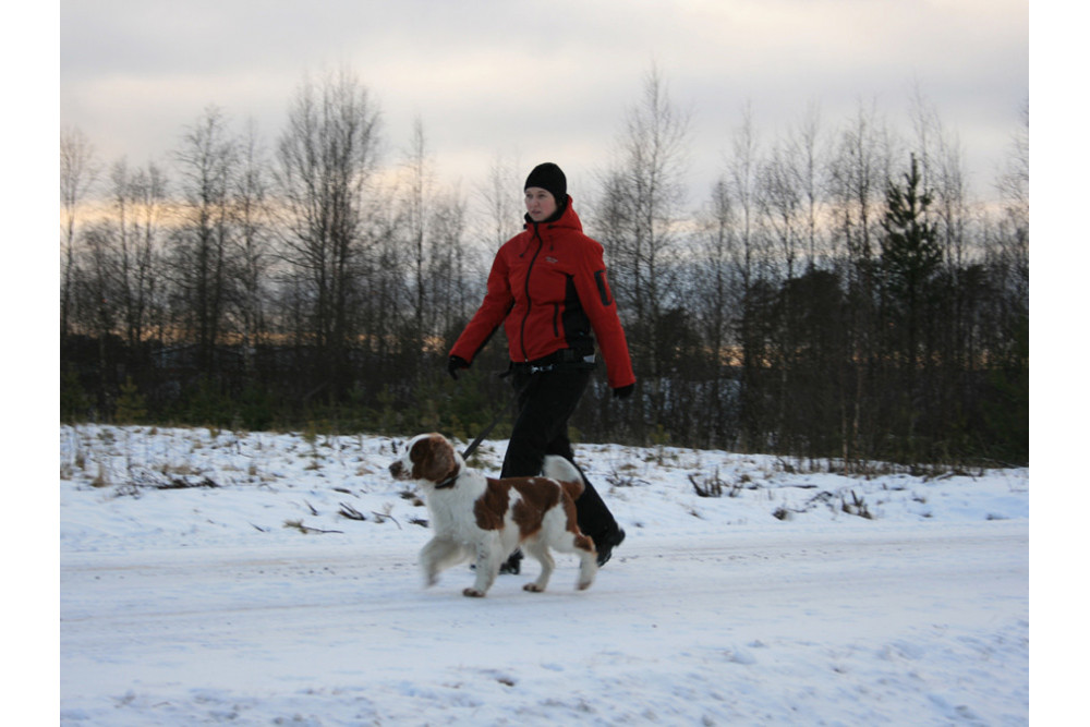 Cinturón de canicross y skijoring BAGGEN REFLEX.  cinturón confortable en competición.  cinturón para correr toma 3