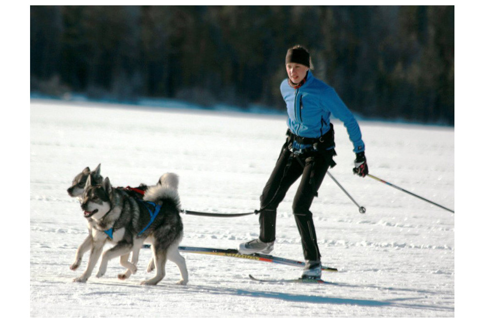 Cinturón canicross skijoring BAGGEN SOFT BELT. confortable en competición.  El cinturón para correr toma 7