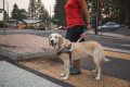 luz de seguridad  para perros Ruffwear AUDIBLE BEACON™ para perros guía. para usarla invidentes toma 9