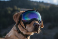 Gafas para perros REX SPECS V2 Black para partículas, sol, problemas oculares. Indicadas para cualquier actividad. toma 5