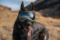Gafas para perros REX SPECS V2 Black para partículas, sol, problemas oculares. Indicadas para cualquier actividad. toma 8