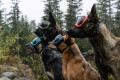 Gafas para perros REX SPECS V2 Coyote para partículas, sol, problemas oculares. Indicadas para cualquier actividad. toma 10
