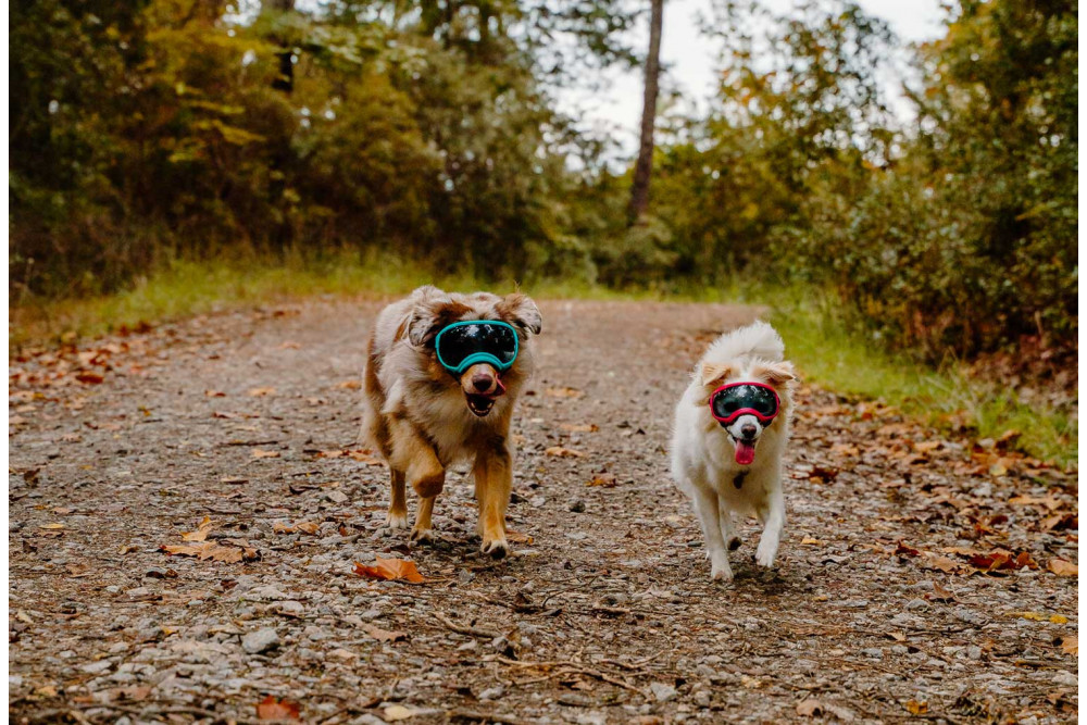 Gafas para perros REX SPECS V2 Coyote para partículas, sol, problemas oculares. Indicadas para cualquier actividad. toma 13