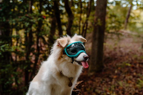 Gafas para perros REX SPECS V2 Coyote para partículas, sol, problemas oculares. Indicadas para cualquier actividad. toma 14