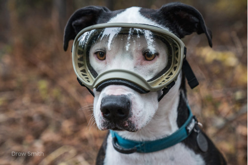 Gafas para perros REX SPECS V2 Yazberry para partículas, sol, problemas oculares. Indicadas para cualquier actividad. toma 8