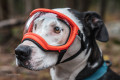 Gafas para perros REX SPECS V2 orange para partículas, sol, problemas oculares. Indicadas para cualquier actividad. toma 3