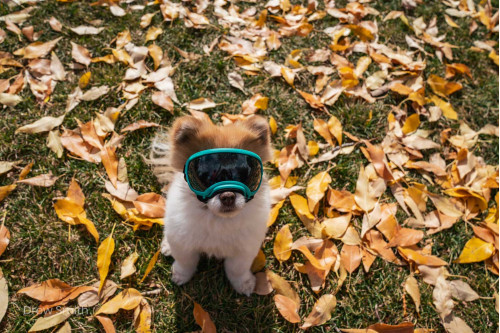 Gafas para perros REX SPECS V2 orange para partículas, sol, problemas oculares. Indicadas para cualquier actividad. toma 15