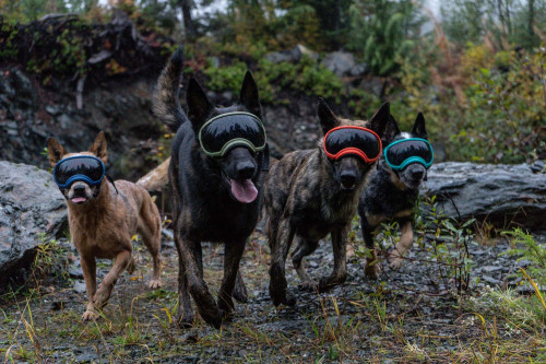 Gafas para perros REX SPECS V2 blue para partículas, sol, problemas oculares. Indicadas para cualquier actividad. toma 10