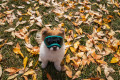 Gafas para perros REX SPECS V2 blue para partículas, sol, problemas oculares. Indicadas para cualquier actividad. toma 15
