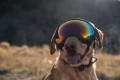 Recambio lentes revo V2 para gafas Rex Specs. Protección ojos de los perros rayos UV, traumatismos oculares toma 3