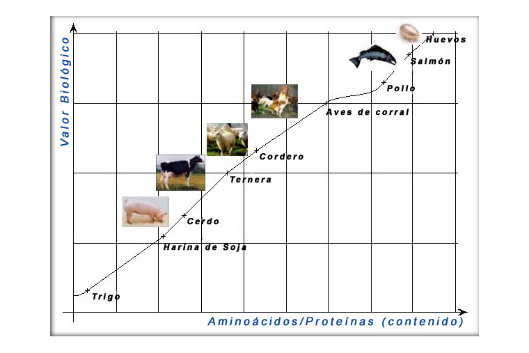 Alimento pienso para perros adultos Henne Kronch a base de salmón fresco. 2