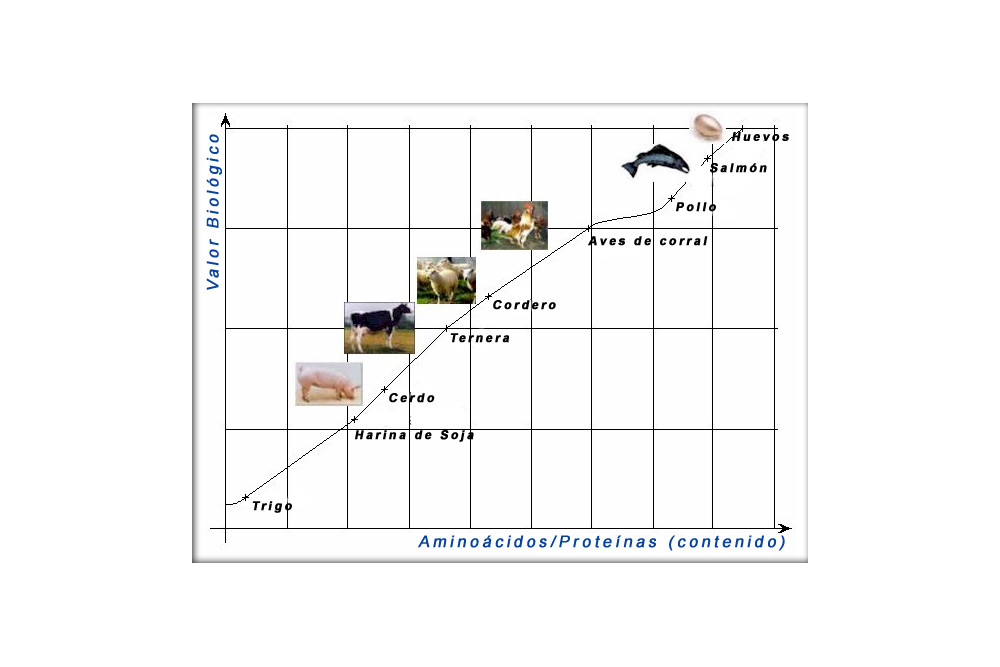 Alimento pienso para perros adultos Henne Kronch a base de salmón fresco. info