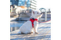 Arnés para perro DOG Copenhagen Comfort Walk Go rojo con perro