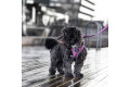 Arnés para perro DOG Copenhagen Comfort Walk Go lila con perro toma 2