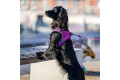 Arnés para perro DOG Copenhagen Comfort Walk Go lila con perro