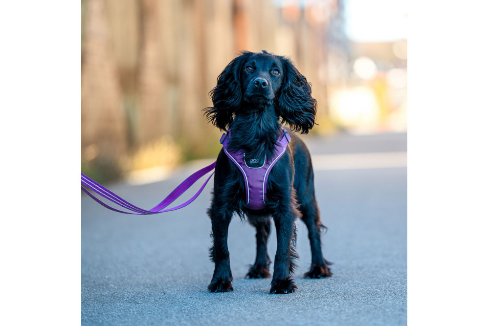 Arnés para perro DOG Copenhagen Comfort Walk Go lila con perro toma 2