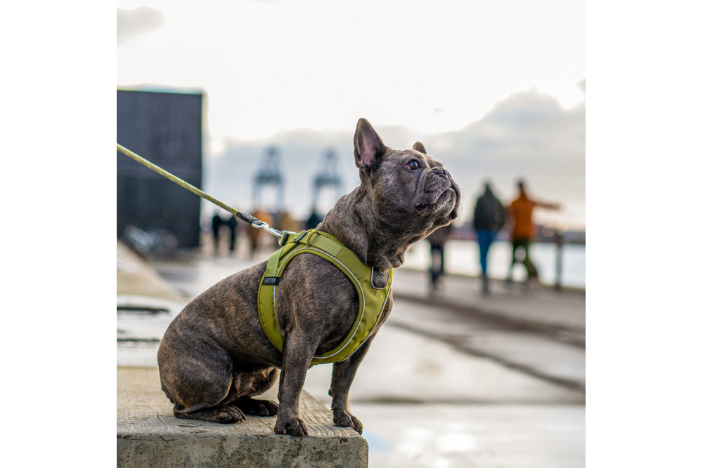 Arnés DOG Copenhagen Comfort Walk Go™
