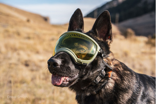Recambio lentes yellow V2 para gafas Rex Specs. Protección ojos de los perros rayos UV, traumatismos oculares toma 2