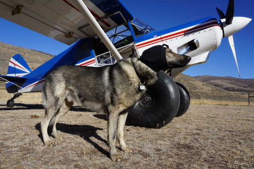Orejeras Protectoras ruido para perros EAR PRO Rex Specs. evitar la perdida auditiva, usos militar, policia, petardos toma 4