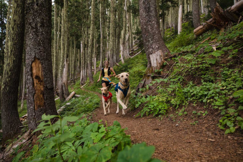 arnés para perros Ruffwear Switchback™ que aporta  comodidad y seguridad, tres puntos de fijación, alforjas integradas perro 2