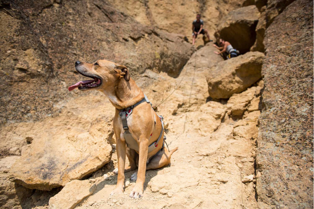 arnés para perros Ruffwear DoubleBlack™ resistencia testada elevar y descender perro zonas expuestas. Rescate, montañismo toma 7