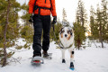 botas zapatos para perros Polar Trex™ New Model Ruffwear protección al frío para tu perro. Con suela Vibram alto agarre toma 5