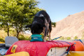 bol plegable con cierre para perros Quencher Cinch Top™ Ruffwear para mochila, senderismo, trekking, running, viajes toma 11