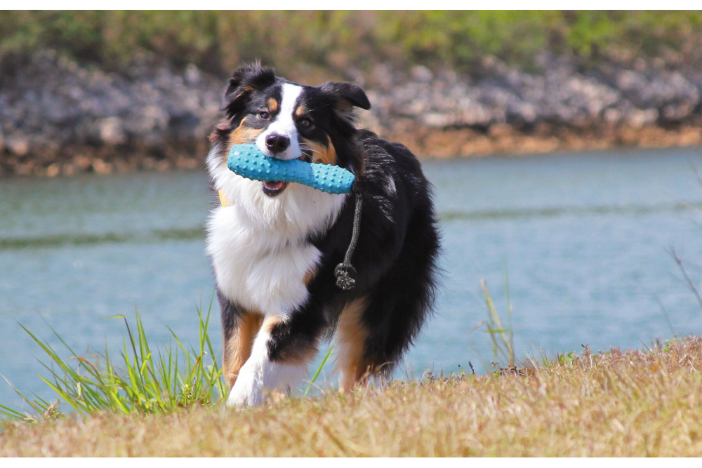 El juguete interactivo para perros Gourdo™ de Ruffwear está fabricada con caucho de latex natural. Resistente toma 14