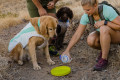 El juguete para perros Camp Flyer™ de Ruffwear es un disco ligero que se puede usar de bebedero. amarillo 4