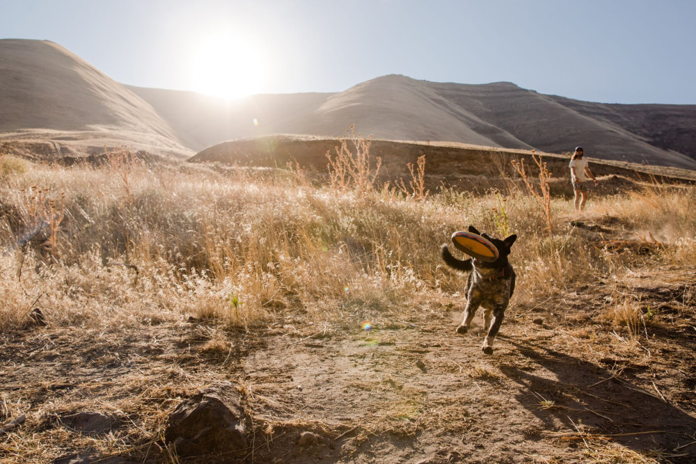 El juguete para perros Hover Craft™ Ruffwear disco para largo alcance. núcleo de espuma para no dañar los dientes toma 11