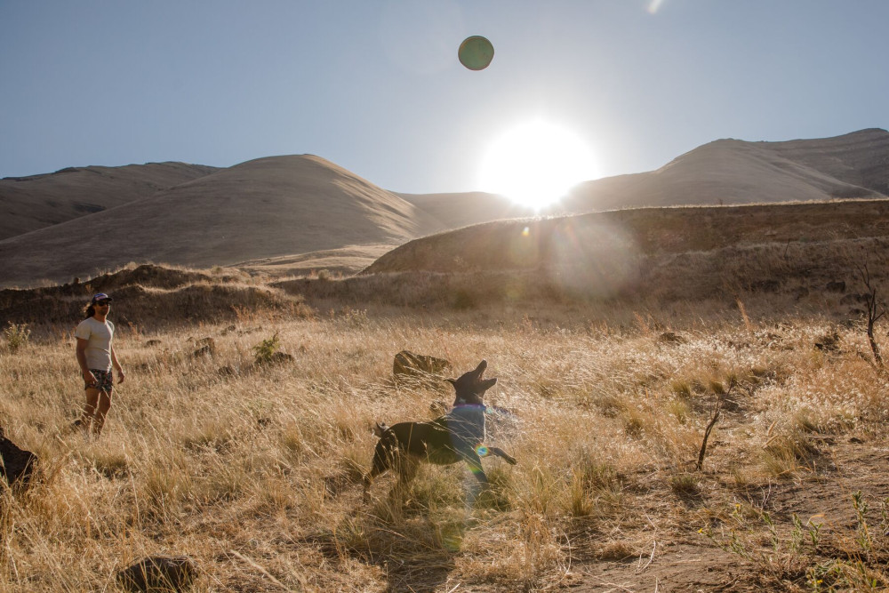 El juguete para perros Hover Craft™ Ruffwear disco para largo alcance. núcleo de espuma para no dañar los dientes toma 12