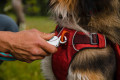 mochila alforja para perros Ruffwear Front Range™ Turquesa, ajuste y funcionalidad, confortable toma 7