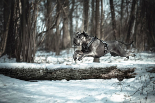 arnés para perros Eqdog PRO HARNESS verde de apoyo multiuso. para perros de trabajo y asistencia  en obstáculos. toma 8