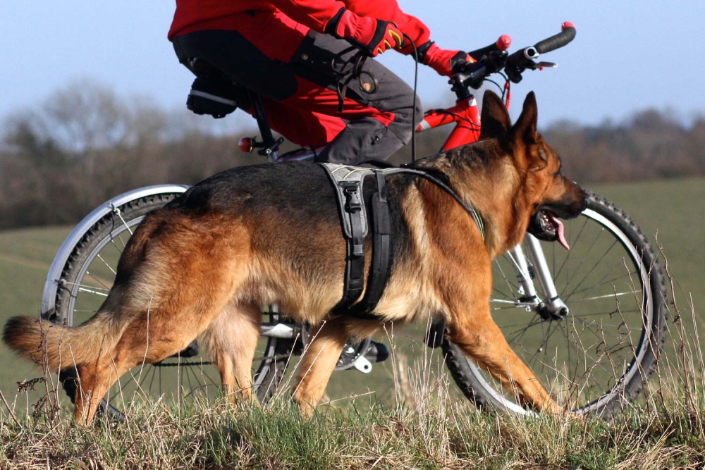 arnés para perros Eqdog PRO HARNESS verde de apoyo multiuso. para perros de trabajo y asistencia  en obstáculos. toma 9