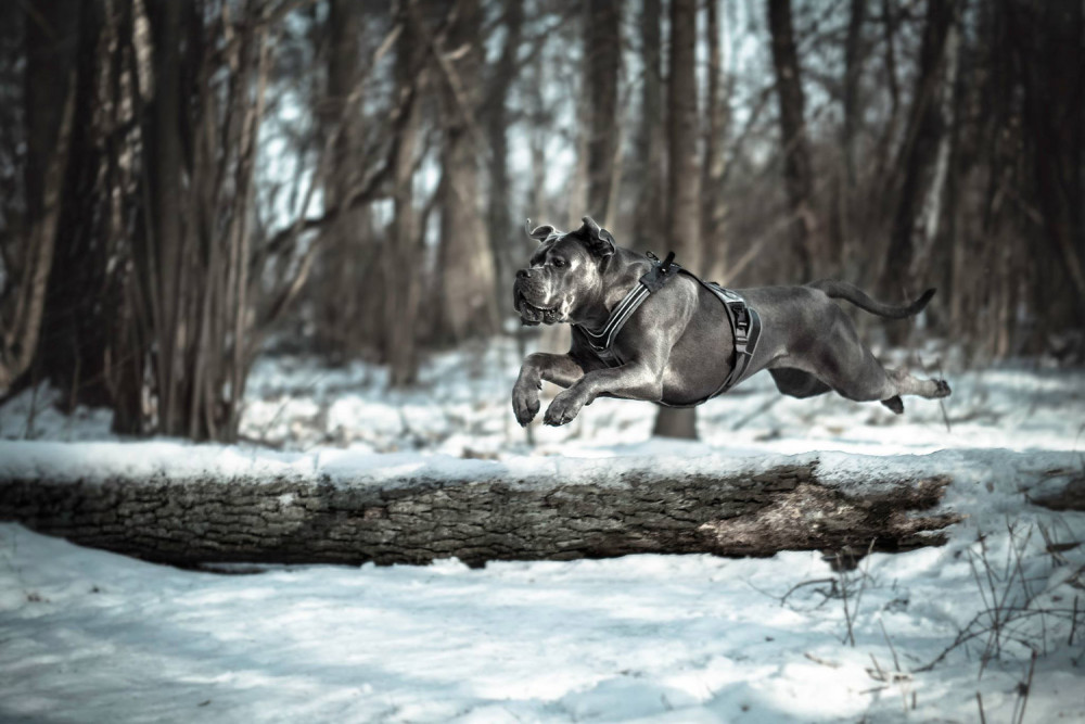 arnés para perros Eqdog PRO HARNESS REFLECTIVE™  de apoyo multiuso. para perros de trabajo y asistencia  en obstáculos. toma 9