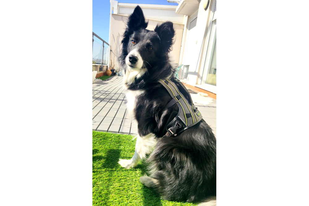 arnés para perros Eqdog PRO HARNESS REFLECTIVE™  de apoyo multiuso. para perros de trabajo y asistencia  en obstáculos. toma 11