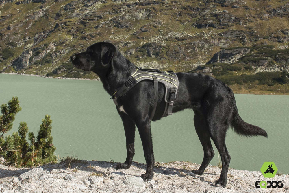 arnés para perros Eqdog PRO HARNESS REFLECTIVE™  de apoyo multiuso. para perros de trabajo y asistencia  en obstáculos. toma 12