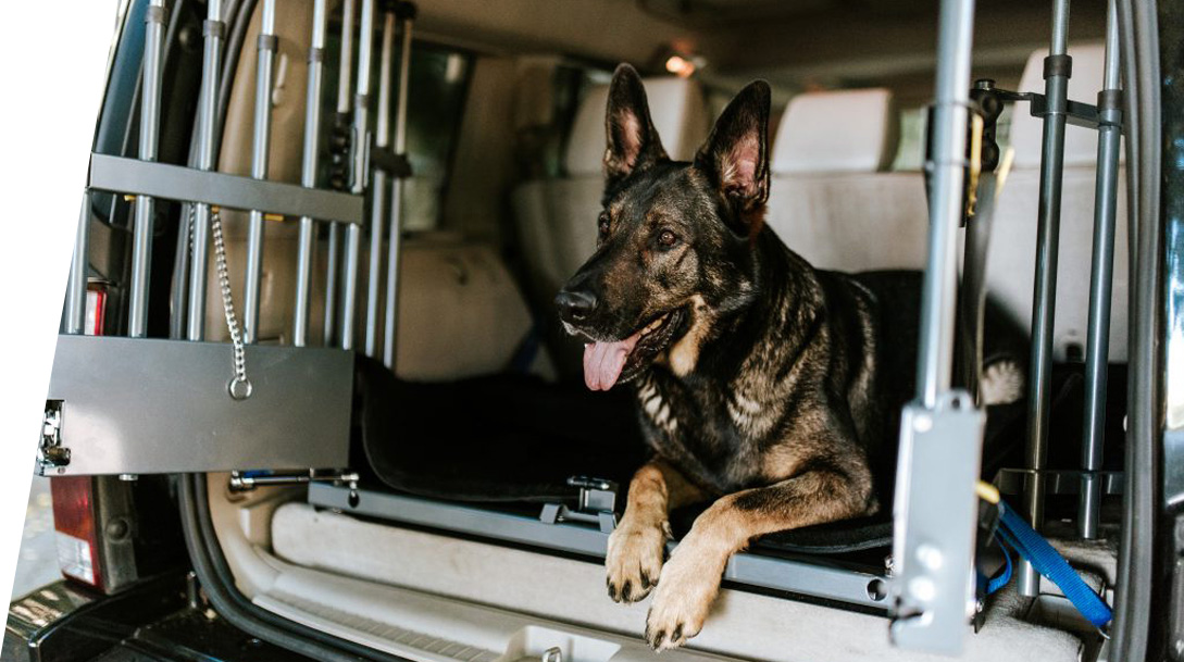 Transportines y arneses de coche seguros para perros